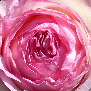 Róże ogrodowe - róża pnąca climber - różowy  - Rosa  Meiviolin - róża ze średnio intensywnym zapachem - Jacques Mouchotte - Światowa Federacja Hodowców Róż w 2006 roku wybrała ją na ulubioną różę świata.